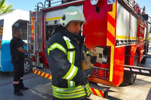 Ağa&ccedil;taki Yavru Kediyi Itfaiye Kurtardı 3