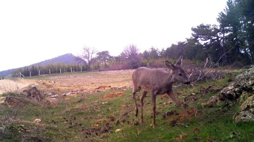Demirci&rsquo;de Yaban Hayatı Foto Kapanlarla İzleniyor