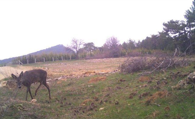 Demirci’de Yaban Hayatı Foto Kapanlarla İzleniyor