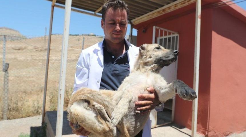 Hayvan Hastanesi Kurulacak