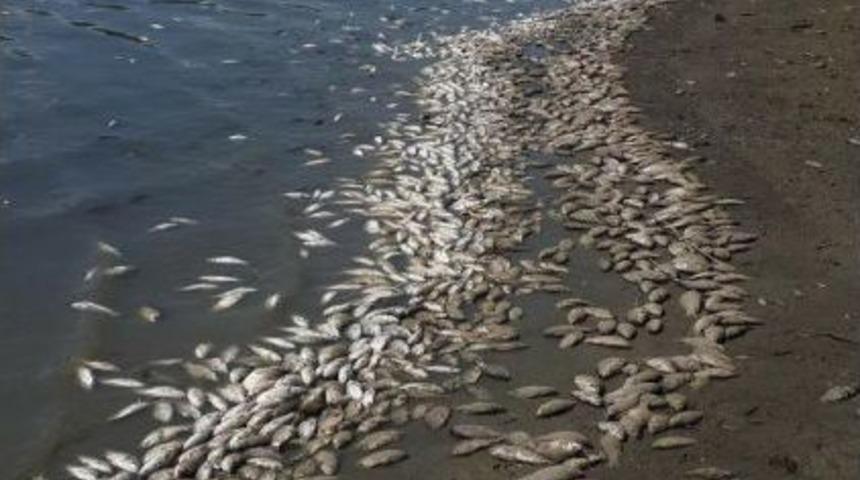 &Ccedil;okal Barajı&rsquo;Nda Toplu Balık &Ouml;l&uuml;mleri Tedirgin Ediyor