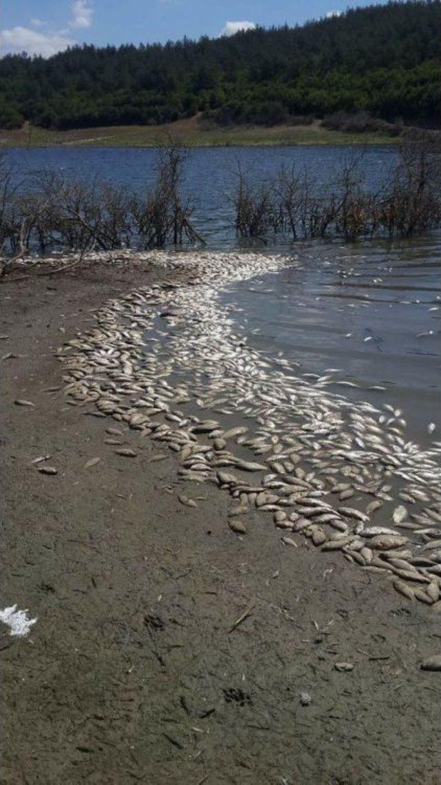 &Ccedil;okal Barajı&rsquo;Nda Toplu Balık &Ouml;l&uuml;mleri Tedirgin Ediyor 3