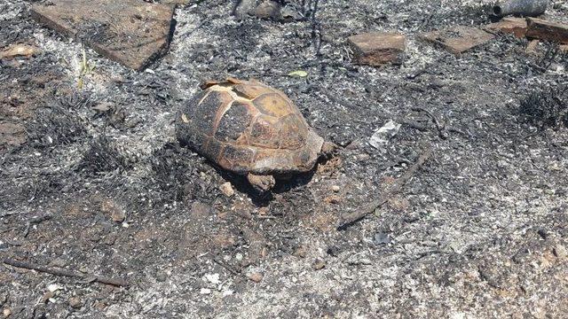 Antalya’daki Çalılık Yangını: 5 Ev Boşaltıldı