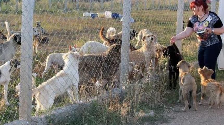 Babaeski'de Hayvanlar I&ccedil;in Ge&ccedil;ici Barınak Yapıldı
