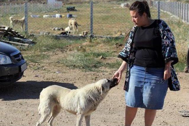 Babaeski'de Hayvanlar Için Geçici Barınak Yapıldı