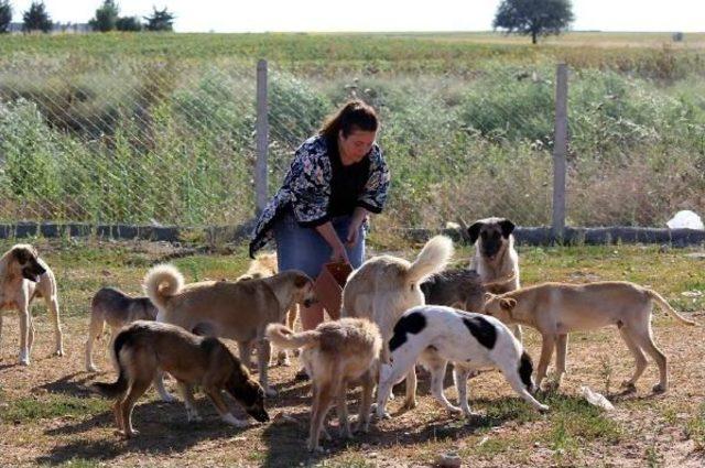 Babaeski'de Hayvanlar Için Geçici Barınak Yapıldı