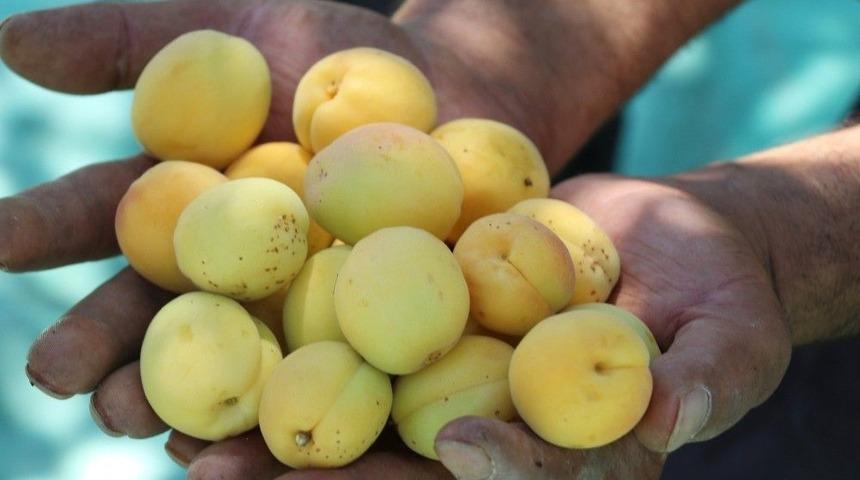 Kayısının Avrupa&rsquo;dan Vize Alması Malatya&rsquo;da Olumlu Karşılandı