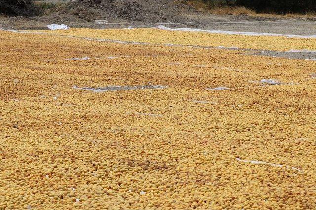 Kayısının Avrupa&rsquo;dan Vize Alması Malatya&rsquo;da Olumlu Karşılandı 1