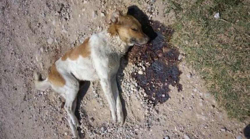 K&ouml;pek Ve Kedileri Zehirleyerek &Ouml;ld&uuml;rd&uuml;ler