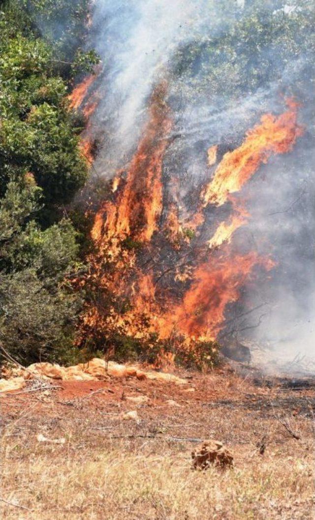 Antalya'da Çalılık Yangını Ucuz Atlatıldı