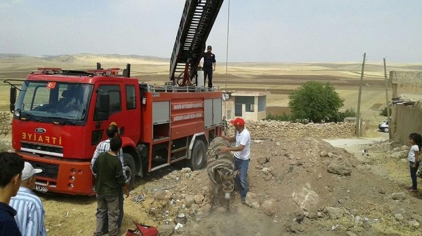 İtfaiyeden Eşek Kurtarma Operasyonu