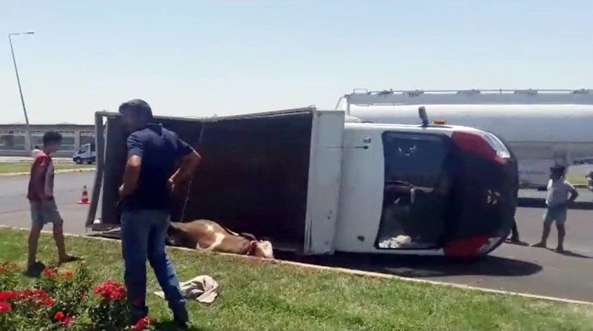 Devrilen Kamyonetteki İnekler Telef Oldu