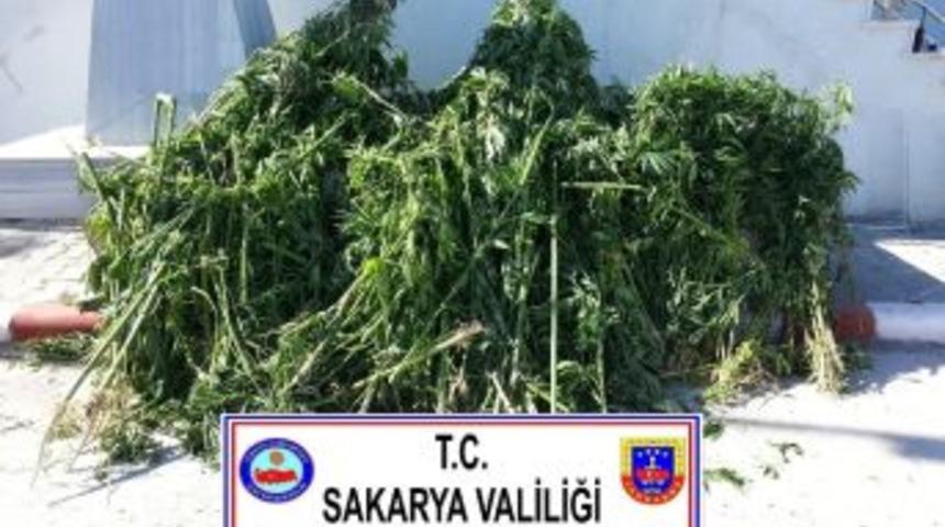 Sakarya&rsquo;da Bin 400 K&ouml;k Kenevir Ele Ge&ccedil;irildi