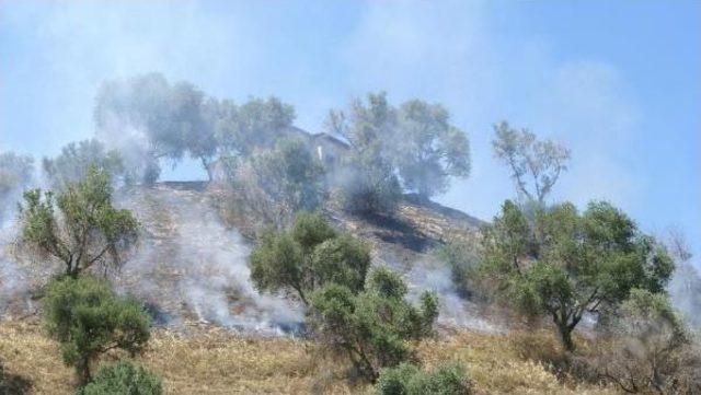 Nazilli'de Tarım Ve Zeytinlik Alanda Yangın