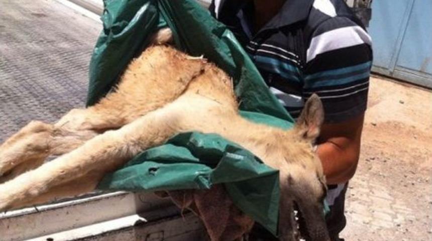 Yaralı Sokak K&ouml;peğinin Tedavisi İ&ccedil;in Seferber Oldular