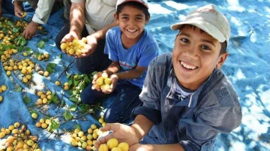 Malatya Kayısısına Ab&rsquo;Den Tescil