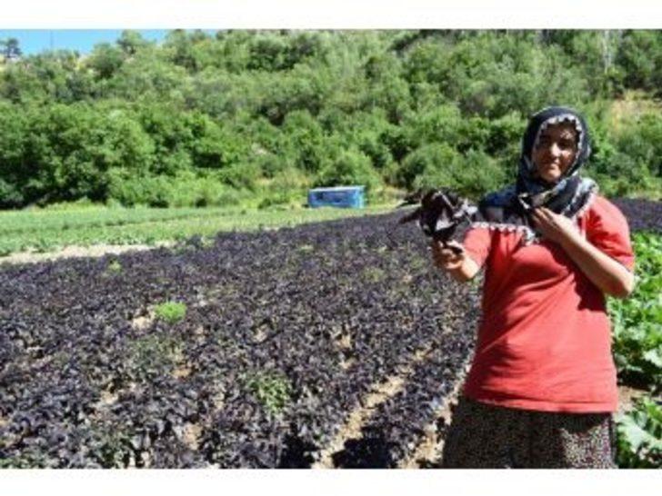 Arapgir Çiftçisi Kayısıda Bulamadığını Reyhanda Buldu