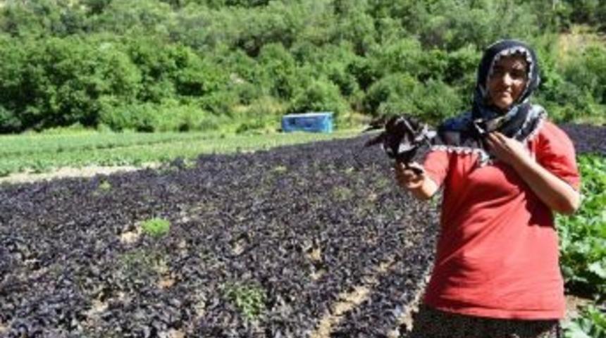 Arapgir &Ccedil;ift&ccedil;isi Kayısıda Bulamadığını Reyhanda Buldu