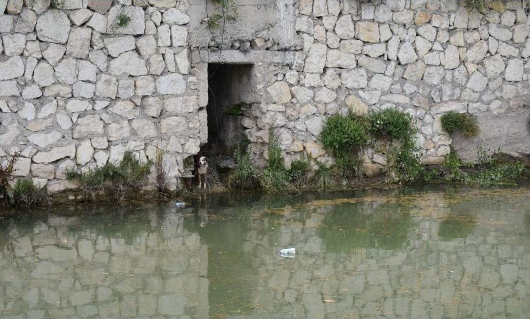 R&ouml;garda Mahsur Kalan K&ouml;pek, 6 Saat Sonra Belediye Ekipleri Kurtardı