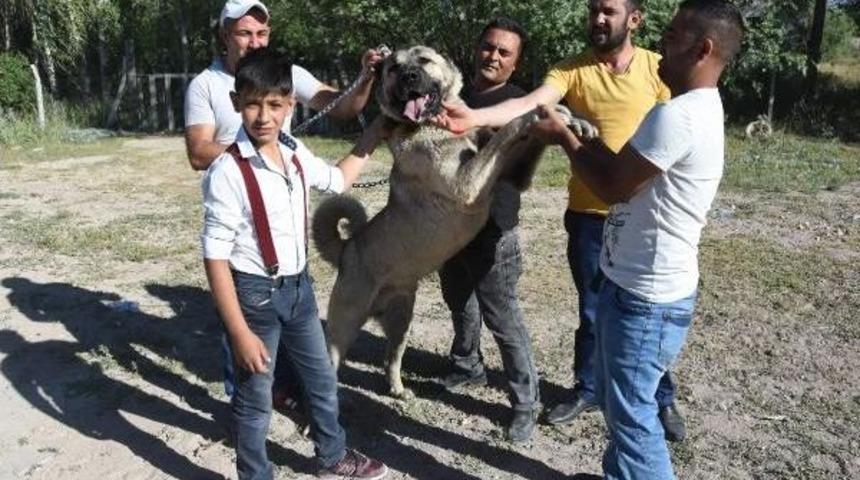 Kangal Festivalinin Ilgi Odağı K&ouml;pekler Oldu