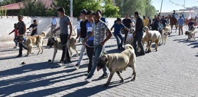 Kangal Festivalinin Ilgi Odağı Köpekler Oldu