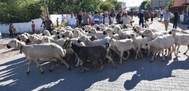 Kangal Festivalinin Ilgi Odağı Köpekler Oldu