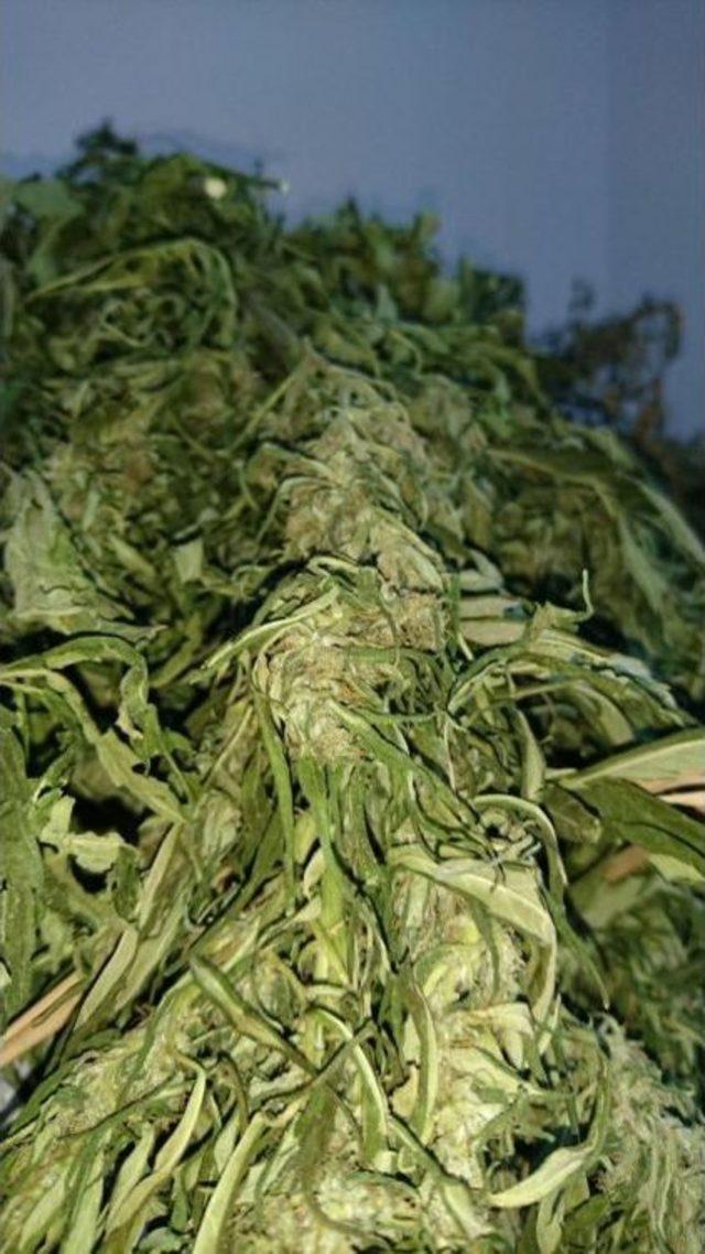 Nepal den Getirdiği Uyuşturucu Ile Yakalandı 2