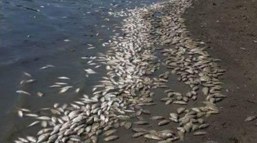 Tekirdağ&rsquo;da Binlerce &Ouml;l&uuml; Balık Karaya Vurdu