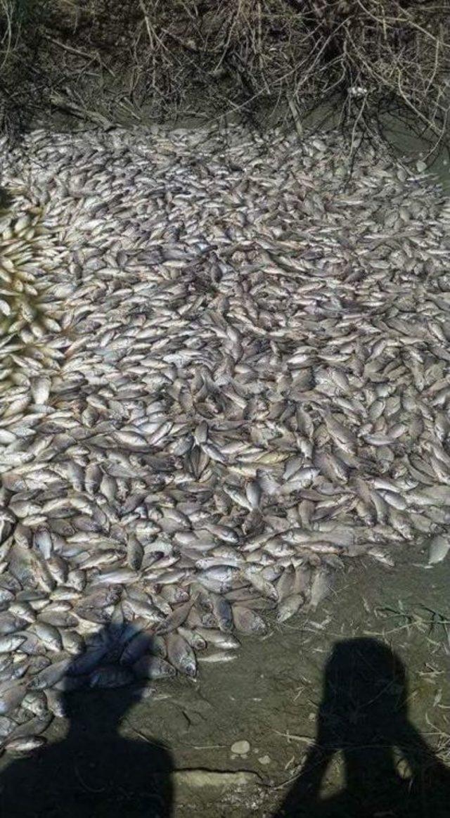 Tekirdağ’da Binlerce Ölü Balık Karaya Vurdu