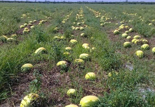 Karpuz Üreticisi, Adana’nın Afet Kapsamına Alınmasını İstiyor