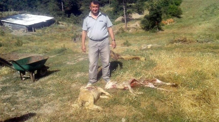 K&ouml;ye İnen Kurtlar, 80 Koyunu Telef Etti