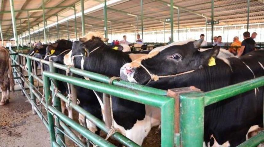 Kurbanlık Fiyatları Cep Yakacak