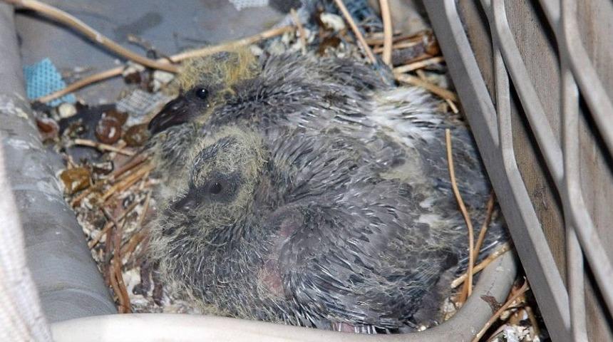 G&uuml;vercin Ve Yavruları İ&ccedil;in 2 Odayı Kullanıma Kapattı