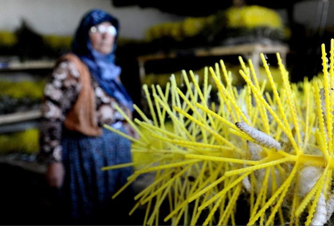 (&ouml;zel Haber) Damızlık Koza Yetiştiriciliği Bitme Noktasına Geldi