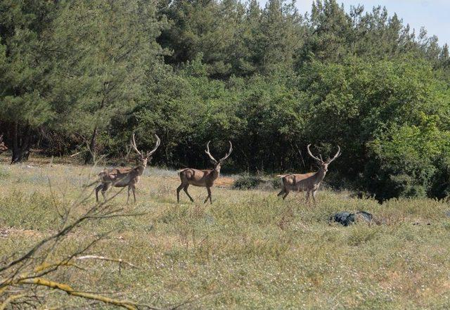 Üniversiteli Geyikler Bilimsel Çalışmalara Konu Olacak