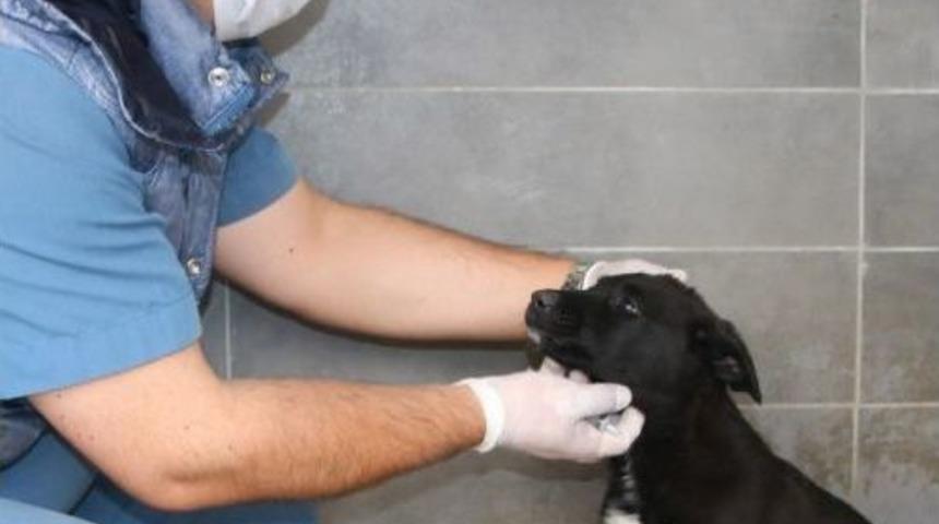 &Ccedil;ankaya Belediyesi 817 Sokak Hayvanını Sahiplendirdi