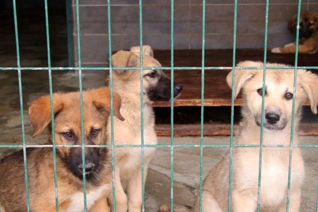 Çankaya Belediyesi 817 Sokak Hayvanını Sahiplendirdi