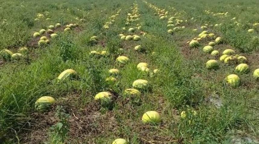 Afrika Sıcağı Adana'da 400 Bin D&ouml;n&uuml;mdeki Karpuzu Yaktı