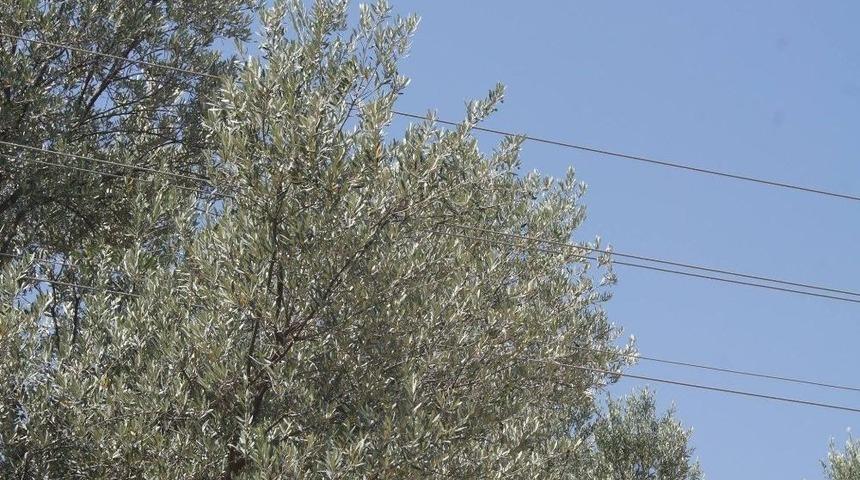 Bozdoğan&rsquo;da Elektrik Tellerinin Tehlike Sa&ccedil;tığı İddiası