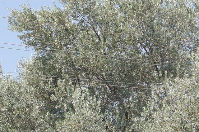 Bozdoğan’da Elektrik Tellerinin Tehlike Saçtığı İddiası