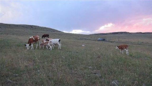 Kars'taki Besiciler Hayvan Hırsızlığından Bıktı