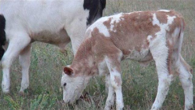 Kars'taki Besiciler Hayvan Hırsızlığından Bıktı