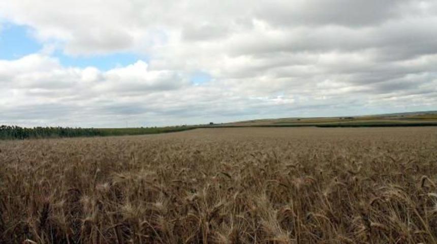 Buruk Buğday Hasadı Yapan &Uuml;retici Tmo'dan Fiyat Bekliyor