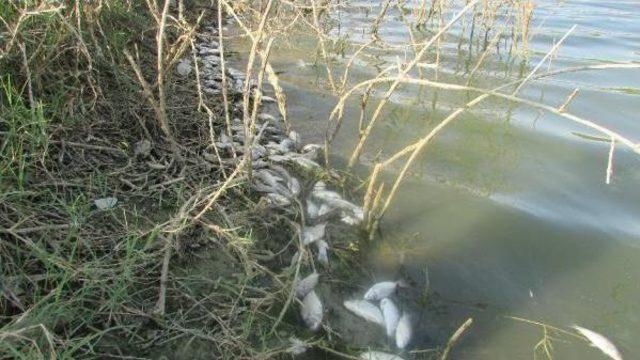 Kaymakam &Uuml;nc&uuml;: &Ccedil;okal Barajı ndaki Balık &Ouml;l&uuml;mleri Inceleniyor 1