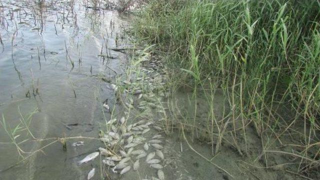Kaymakam &Uuml;nc&uuml;: &Ccedil;okal Barajı ndaki Balık &Ouml;l&uuml;mleri Inceleniyor 2
