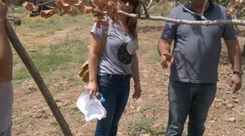 &Ccedil;ift&ccedil;ilere Fıstık Hakkında Bilgi Verildi