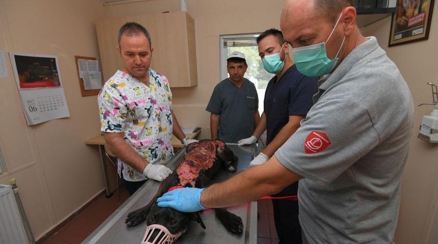 Kızgın Suyla Haşlanan K&ouml;pek Sağlığına Kavuştu