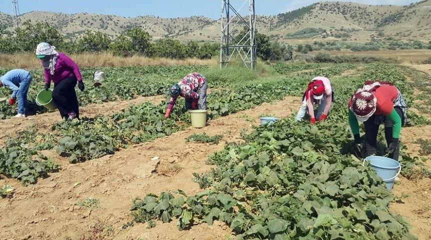 Yerli Tarım İş&ccedil;isi Bulunmayınca Suriyeliler Devrede