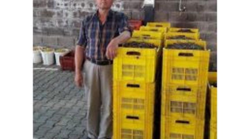 Şaphane&rsquo;de Kiraz Alımı Bitti, Vişne Alımı Başladı