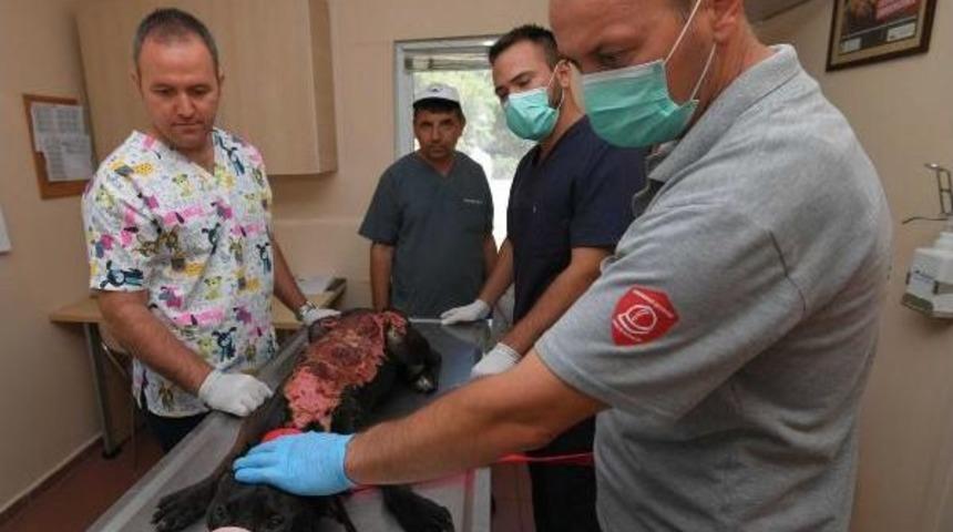 &Uuml;zerine Kızgın Su D&ouml;k&uuml;len K&ouml;pek Tedaviye Alındı